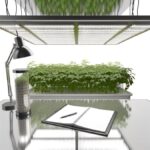 How Hydroponic Systems Revolutionized Apartment Gardening